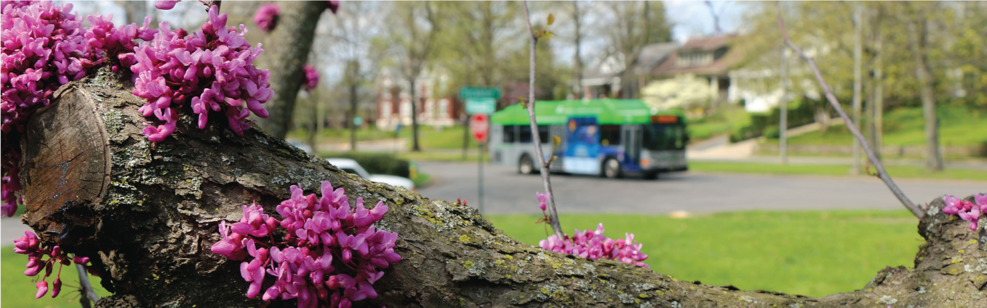 Lextran bus surrounded by spring flowers